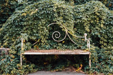 Kırsal bir bank yoğun yeşil yapraklarla kısmen gizlenir ve gündüz vakti huzurlu bir bahçede dingin bir nokta oluşturur..