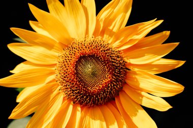 Büyük bir ayçiçeği, altın taç yapraklarını ve desenli merkezini koyu bir arka planda sergiler ve yaz çiçeklerinin özünü yakalar..