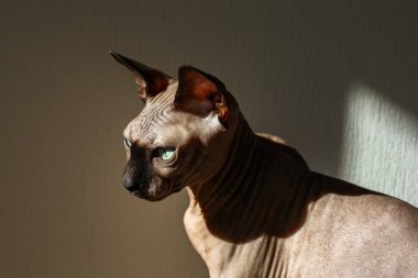 Eşsiz özelliklere sahip bir Sphynx kedisi, mavi gözlerini ve şakacı tavırlarını sergileyen sakin bir ortamda sıcak güneş ışığından hoşlanır..