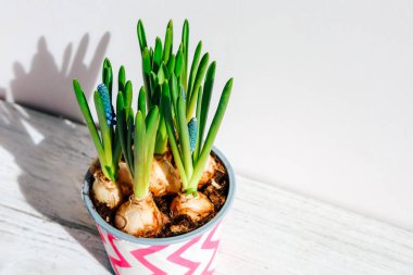 Yeni yeşil filizler, canlı bir tencerede ortaya çıkar. Ilık bir sabah güneşi ışığıyla aydınlanır. Büyüme ve canlılık gösterir..