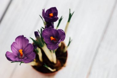 Güzel mor kır çiçekleri küçük bir tencerede yetişir parlak yapraklar ve parlak turuncu pullar hafif bir ahşap zemine karşı sergilenir..