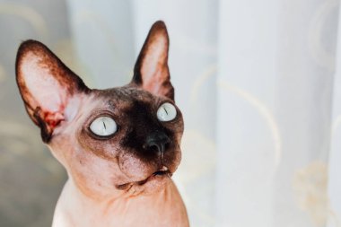 Büyüleyici mavi gözlü bir sfenks kedisi, benzersiz özelliklerini ve rahat tavırlarını vurgulayan bir pencerenin yanında poz verir..