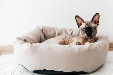 Bir Sphynx kedisi, yumuşak bir evcil hayvan yatağında rahat bir şekilde dinlenir. Güneş ışığı odayı hafifçe aydınlatır..