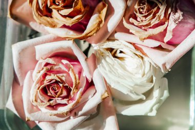 Dört kurumuş gül, ince pembe ve beyaz renklerin karışımını sergiliyor. Karmaşık ayrıntıları ve dokuları ince ince sıralanmış şeffaf bir kapta sergiliyor..