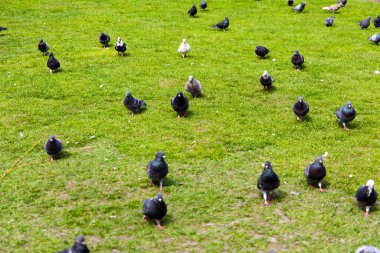 Güvercinler, açık gökyüzünün altında yemyeşil bir çimenlikte toplanır ve avlanır. Etrafı dağınık insanlarla dolu güneşli bir günün tadını çıkarırlar..
