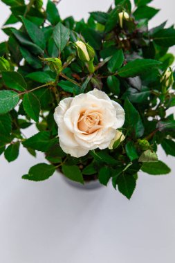 Taze yeşil yaprakların ve tomurcuklanan güllerin arasında tek bir kaymaklı gül filizlenir..