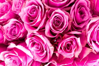 Göz kamaştırıcı pembe güllerden oluşan bir koleksiyon. Canlı renklerini ve karmaşık taç yaprak katmanlarını sergiliyor. Kutlamalar için mükemmel..