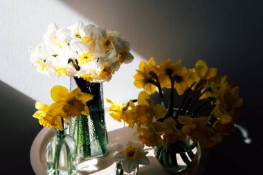 Renkli nergisler ve cam vazolara dizilmiş beyaz çiçekler rahat bir odanın içindeki yumuşak güneş ışığıyla aydınlatılır..