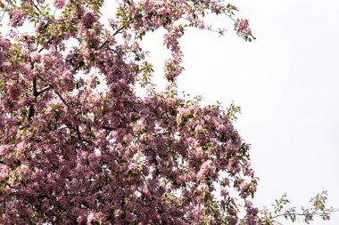 Pembe çiçekler bir kiraz ağacını süsleyip bahar zamanı açık bir gökyüzüne karşı canlı bir görüntü oluşturur..