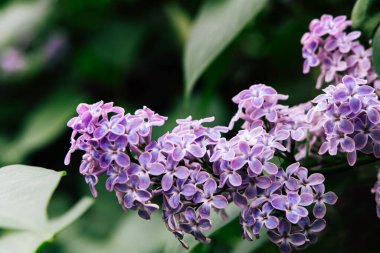 İlkbaharda bir bahçede yeşil yapraklar arasında canlı mor renkler sergilenen leylak demeti..