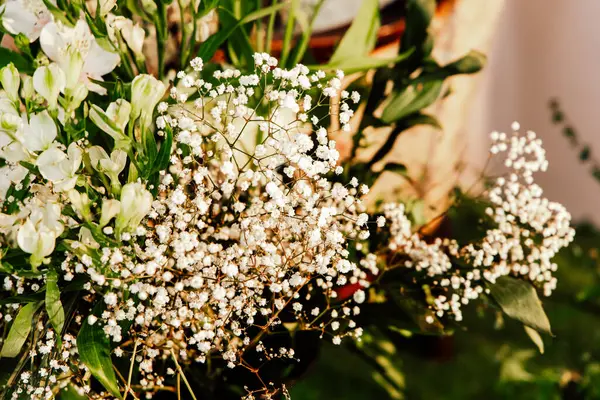 Zarif beyaz çiçeklerin çarpıcı bir düzeni yemyeşil bir zemine karşı duruyor ve gün ışığında sakin bir atmosfer yaratıyor..