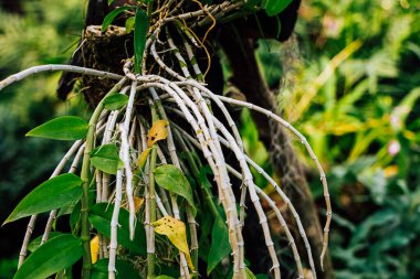 Ayırt edici bir bitki, verimli yeşil yapraklarla örtülmüş ince beyaz sarmaşıkları gün ışığında yemyeşil bir tropik bahçede serpiyor..