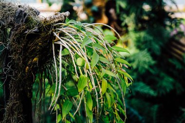 Canlı yeşil yapraklarını sergileyen bir orkide bitkisinin yakın görüntüsü ve gelişen bir bahçede kendine özgü hava kökleri güzelliği vurguluyor..