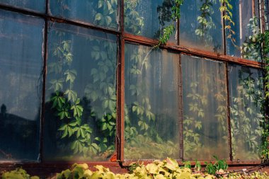 Canlı yeşil tırmanma bitkilerinin çerçevelediği paslı bir sera penceresinin yakın çekim görüntüsü. Güneş ışığı, sakin bir ortam yaratarak filtreler..