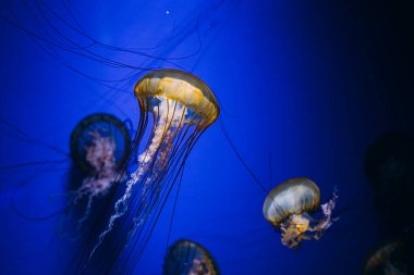 Zarif denizanaları parlak mavi ışıkla aydınlatılmış sakin bir akvaryumda yüzerler. Uzun dokunaçları nazikçe sallanıyor..
