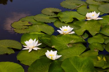 Beyaz yapraklı nilüferler canlı yeşil nilüferlerle çevrili sakin bir gölette zarifçe yüzerler. Ortalık sakin ve doğal..