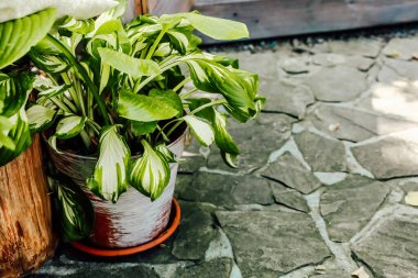 Yeşil ve beyaz çizgili yeşil yaprakları olan canlı bir bitki güneş ışığıyla aydınlatılmış dokulu taş bir terasta kil bir tencerede oturur..