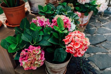 Pembe ve mercan tonlarında renkli ortancalar güneşli bir bahar günü açık hava pazarında saksılarda sergilenir..