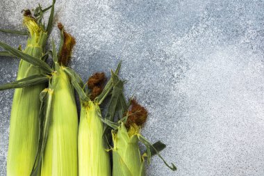Yeşil kabuklu taze mısırların kulakları gri bir yüzey üzerinde uzanır. Canlı renkler yemek veya ızgara yapmak için mükemmeldir..