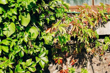 Kırmızı ipuçları taşıyan yemyeşil sarmaşık, ılık yaz güneşinin altında dokulu taş bir duvara yayılır ve doğal bir ortamda canlı bir renk ve doku karışımı sergiler..