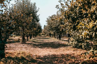 Gelişmekte olan bir meyve bahçesinde ağaçlarla kaplı sakin bir patika, açık mavi gökyüzünün altındaki keşfi davet ediyor..