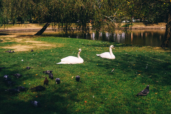 Two elegant swans rest peacefully on green grass by a tranquil pond while several pigeons peck at the ground. The park is bright and inviting filled with lush trees and soft sunlight.