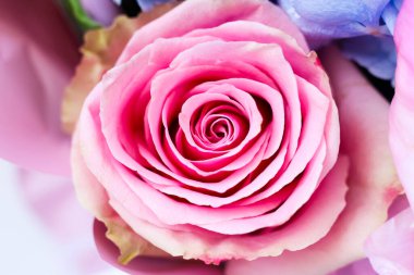 Close up view of a stunning pink rose in full bloom highlighting its layered petals and soft texture. The flower is surrounded by other blooms creating a colorful display in a garden setting.