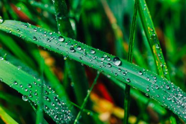 Parlak yeşil çim yaprakları parlak sabah çiğ ile kaplanarak taze ve ferahlatıcı bir atmosfer yaratır. Doğal sahne, güneş doğmadan önceki erken saatlerde doğanın güzelliğini yakalar..