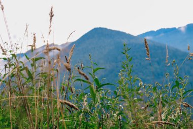 Tall grasses sway gently in the breeze contrasting with the majestic mountains in the background. A serene atmosphere surrounds the lush green foliage showcasing the beauty of nature.