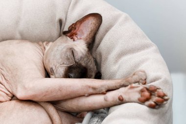 Bir Sphynx kedisi, patileri başının altında kıvrılmış yumuşak bir yatakta huzur içinde uyuyor. Rahatlatıcı sahne öğleden sonranın sükunetini yakalar..