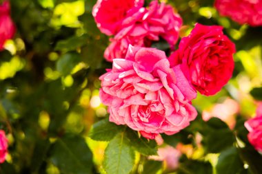 Bright pink and red roses bloom on lush green bushes in a garden. Sunlight highlights the colorful petals creating a vibrant atmosphere typical of springs beauty and warmth.