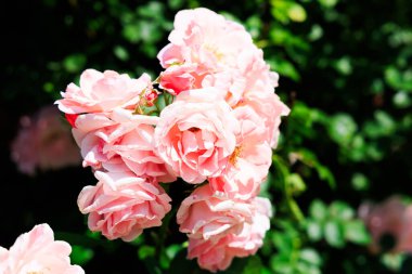 Canlı pembe gül kümeleri yemyeşil bir bahçede çiçek açar. Güneş ışığı yumuşak yapraklarını güçlendirir ve dingin ve neşeli bir atmosfer yaratır. Yeşil yapraklar çiçeklere güzel bir zemin sağlar..