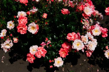 Parlak güneş ışığı altında bir bahçede açan pembe ve beyaz gül kümeleri..