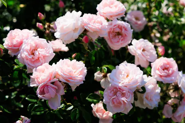 Pembe güller canlı bir bahçede çiçek açıyor. Zarif taç yaprakları ve yemyeşil yapraklar sergileniyor. Güneş ışığı renklerini güçlendirir. Baharda huzurlu ve resimsel bir sahne yaratır..