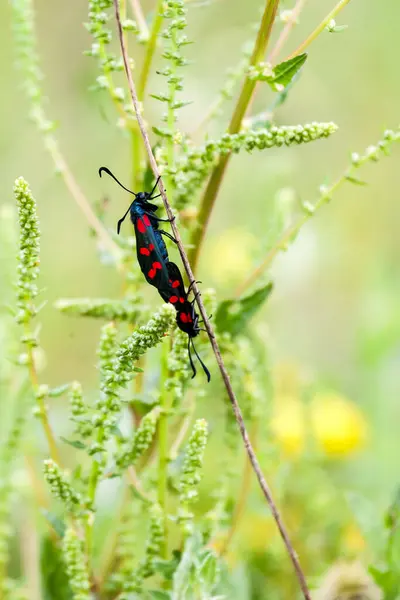 Een Paar Gevlekte Insecten Een Onkruid — Stockfoto