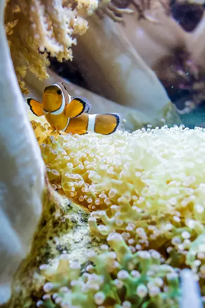 Подводный Вид Большой Белый Коралл Растущий Коралловом Рифе — стоковое фото