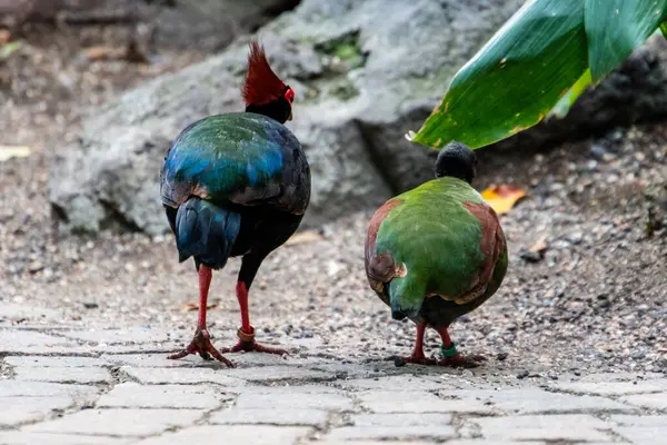 Dos Pájaros Coloridos Caminan Uno Lado Del Otro Camino Adoquines — Foto de Stock