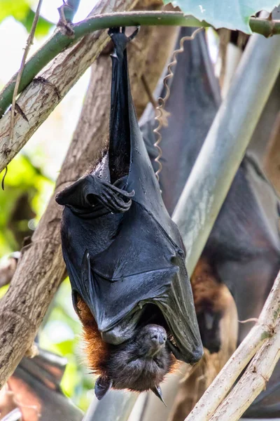 Close up of a large fruit bat or flying fox hanging from a tree sleeping in daylight with its wings folded