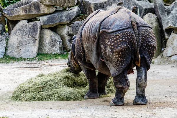 Носорог Стоит Скалы — стоковое фото