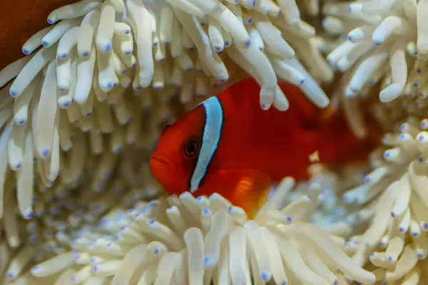 Вид Сбоку Красочных Тропических Рыб Плавающих Водой — стоковое фото