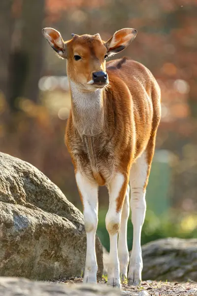 Pretty Brown White Calf Standing Amongst Rocks Outdoors Looking Alertly — Stock Photo, Image