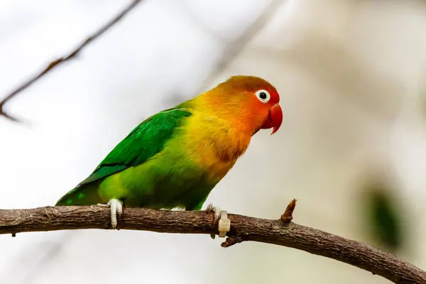 Barevné Fischers Lovebird Sedí Větvi Jeho Pestrobarevné Zelené Žluté Oranžové — Stock fotografie
