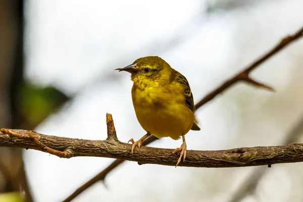 Kleiner Wilder Gelber Kanarienvogel Ein Beliebter Garten Und Waldvogel Hockt — Stockfoto