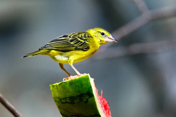Leuchtend Gelber Wilder Kanarienvogel Ernährt Sich Von Wassermelone Einem Baum — Stockfoto