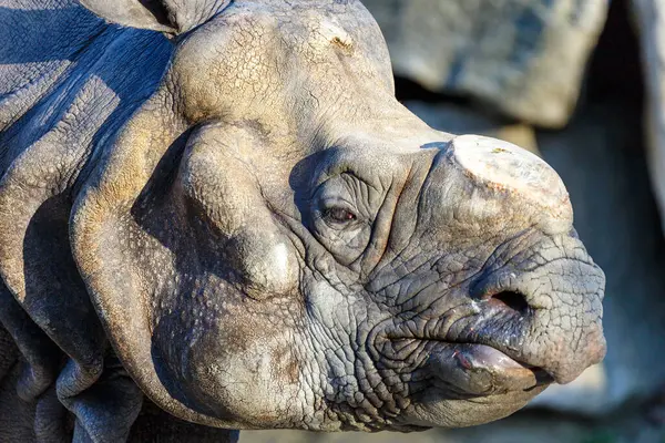 Rinoceronte Pie Junto Una Roca — Foto de Stock