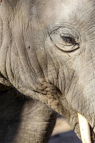 Африканский Слон Зоопарке — стоковое фото