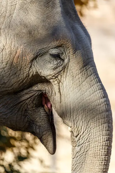 Африканский Слон Зоопарке — стоковое фото