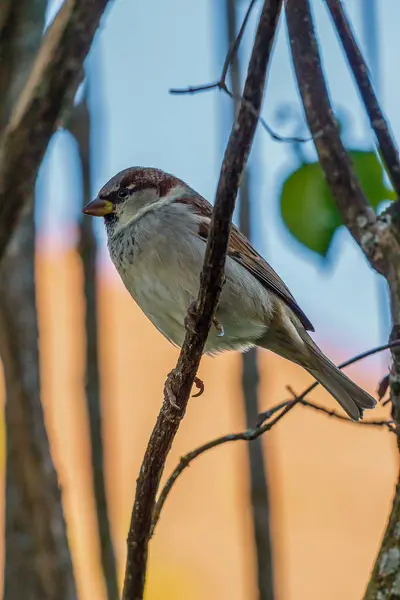 Sperlingsvogel Auf Dem Zweig Wald Oder Park Sitzend Von Unten — Stockfoto