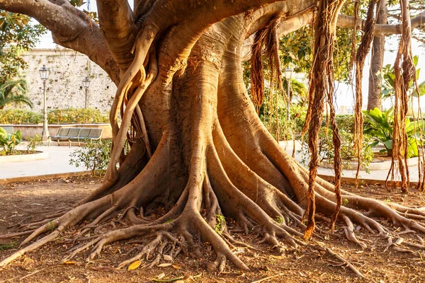 自然の中でいくつかの素晴らしい木の写真 — ストック写真