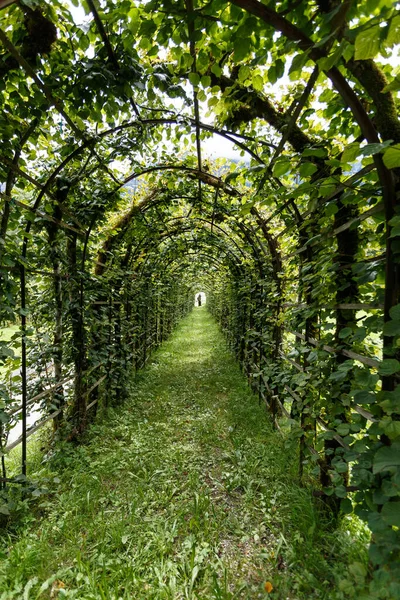 Longo Arco Arbor Verde Folhoso Jardim Retrocedendo Para Distância Uma — Fotografia de Stock